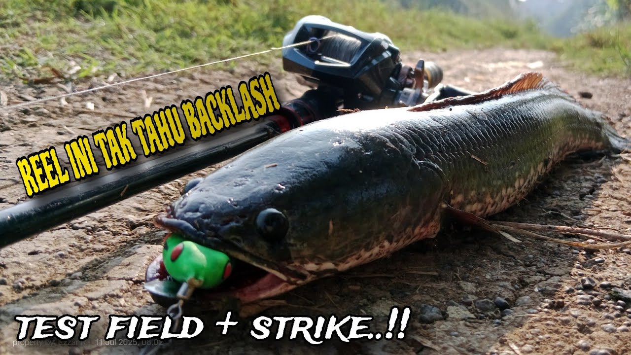 🔴 REEL INI TAK TAHU BACKLASH..!! TEST REEL DAIDO DAIMONIC | daido daidmonic 200 L