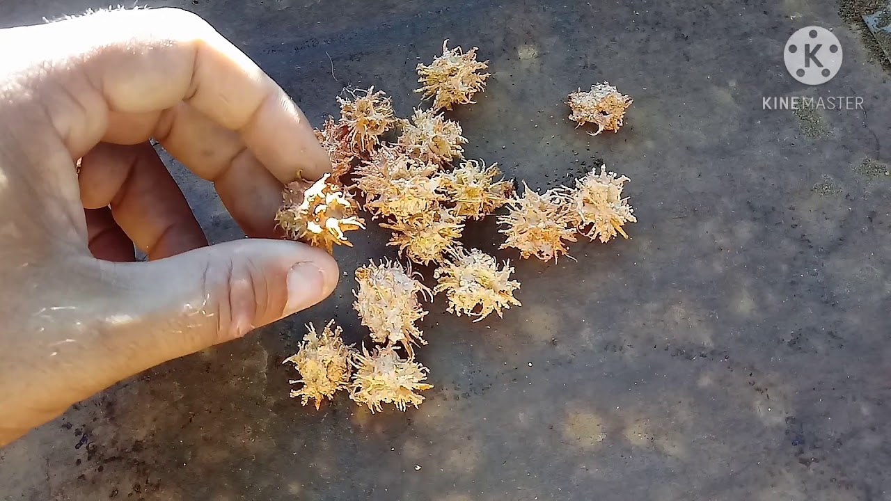 Plantando as sementes do cajá manga anão