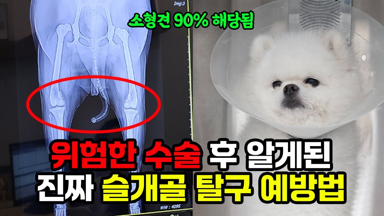 슬개골 탈구 수술 1,2기 | 이 영상만 하나만 보시면 됩니다 | 강아지 관절영양제 추천