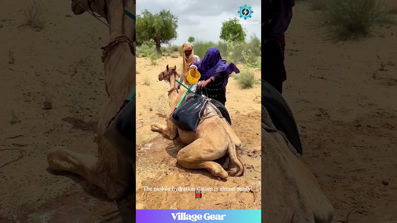 These Camels Are Walking Water Coolers!😂💧 The Ultimate Desert Hydration Pack! #camel #water #desert