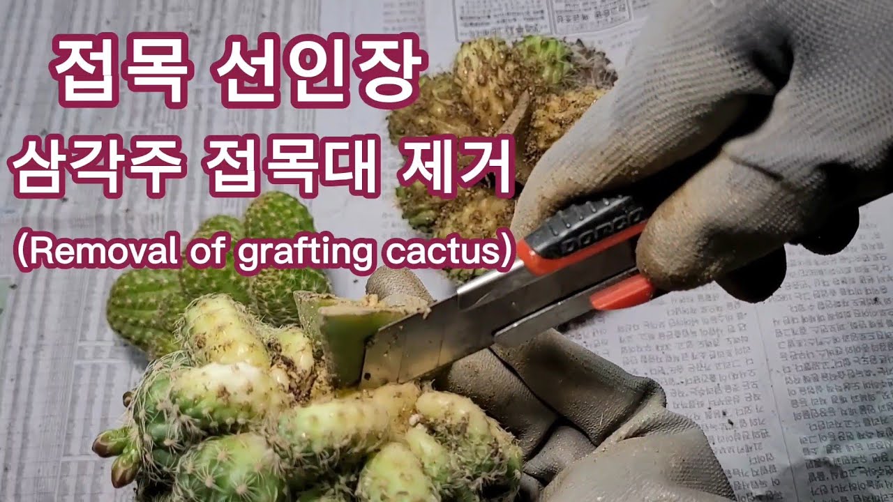 접목 선인장 살리기, 삼각주 접목 선인장 접목대 제거하기(Removal of grafting cactus) 2차 처리 후 결과도 있어요, 접목 선인장, 제뿌리, 건강한 식물