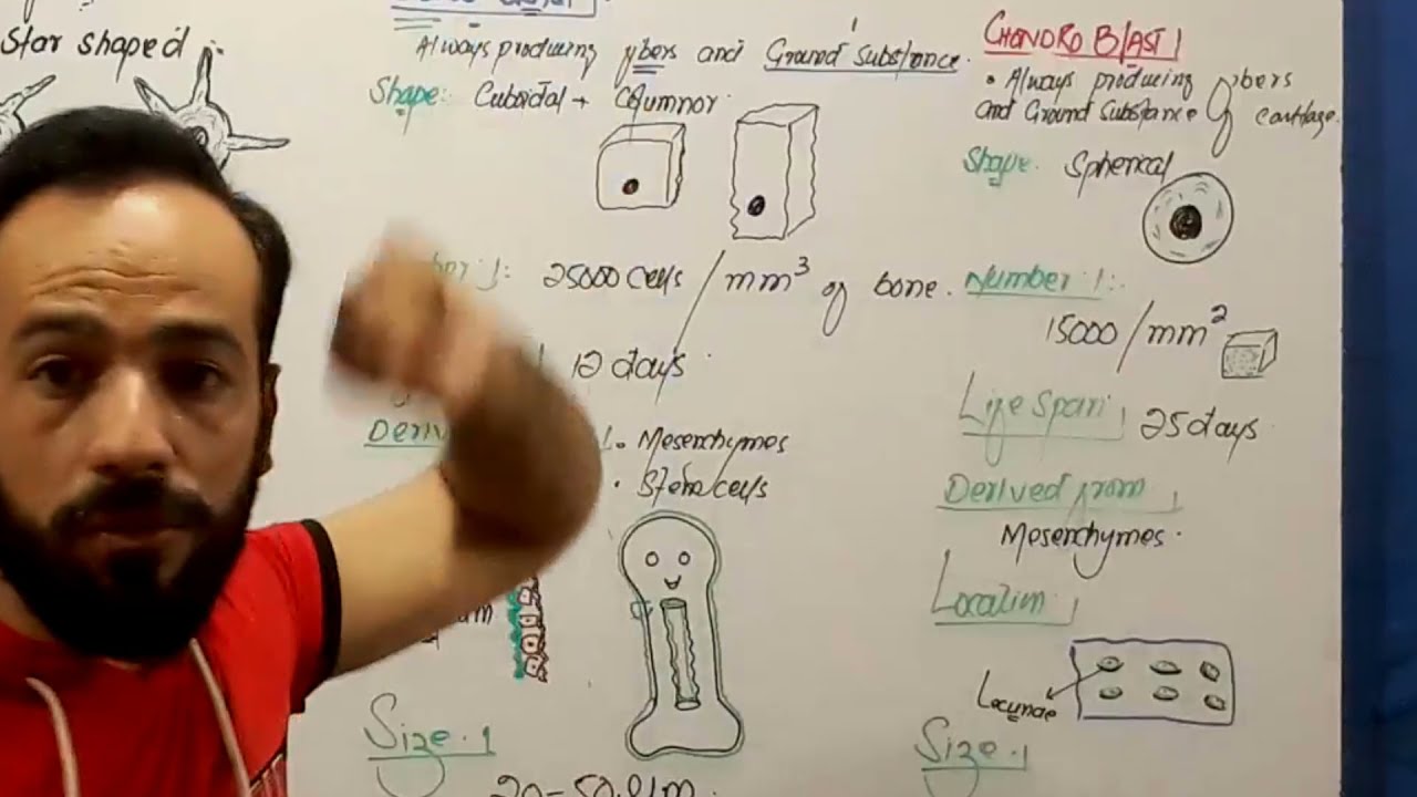 Connective Tissue | Cells of Connective Tissue | Chondroblast cell | What are Chondroblast cells