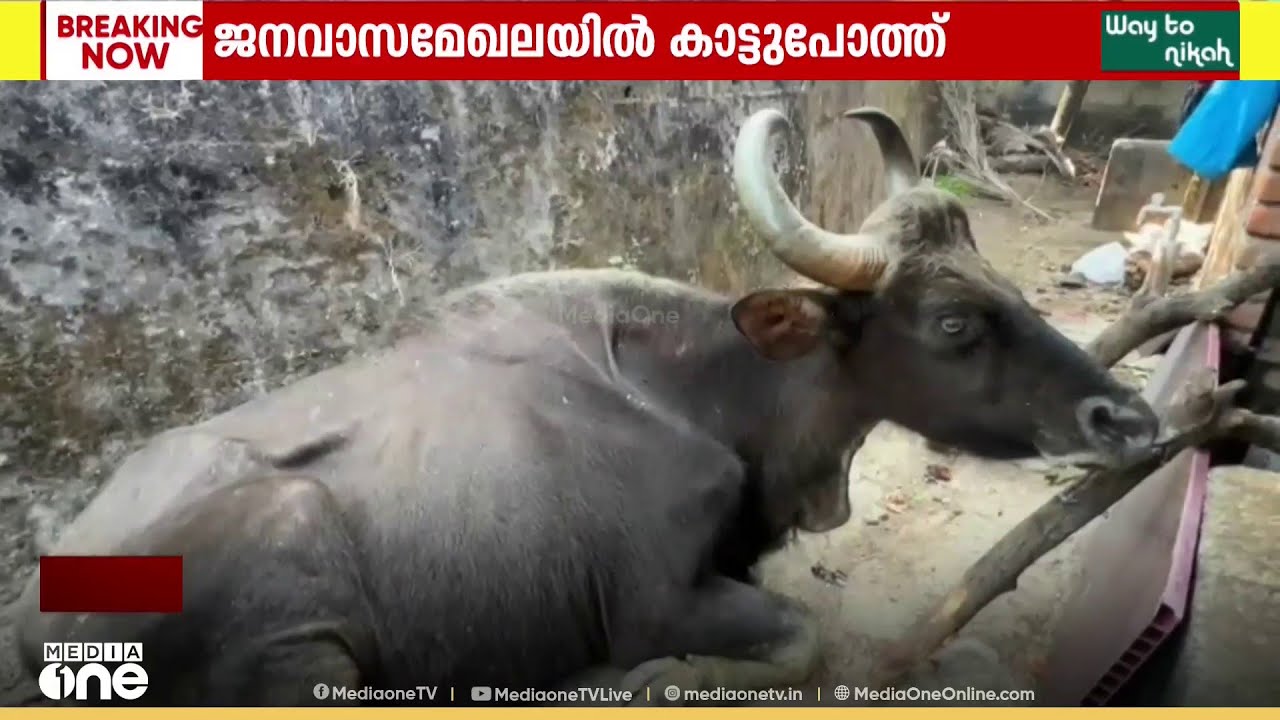 നാട്ടിലിറങ്ങിയ കാട്ടുപോത്ത് അവശനിലയിൽ; വനംവകുപ്പ് ഡോക്ടറെത്തി പ്രാഥമിക ചികിത്സ നൽകി