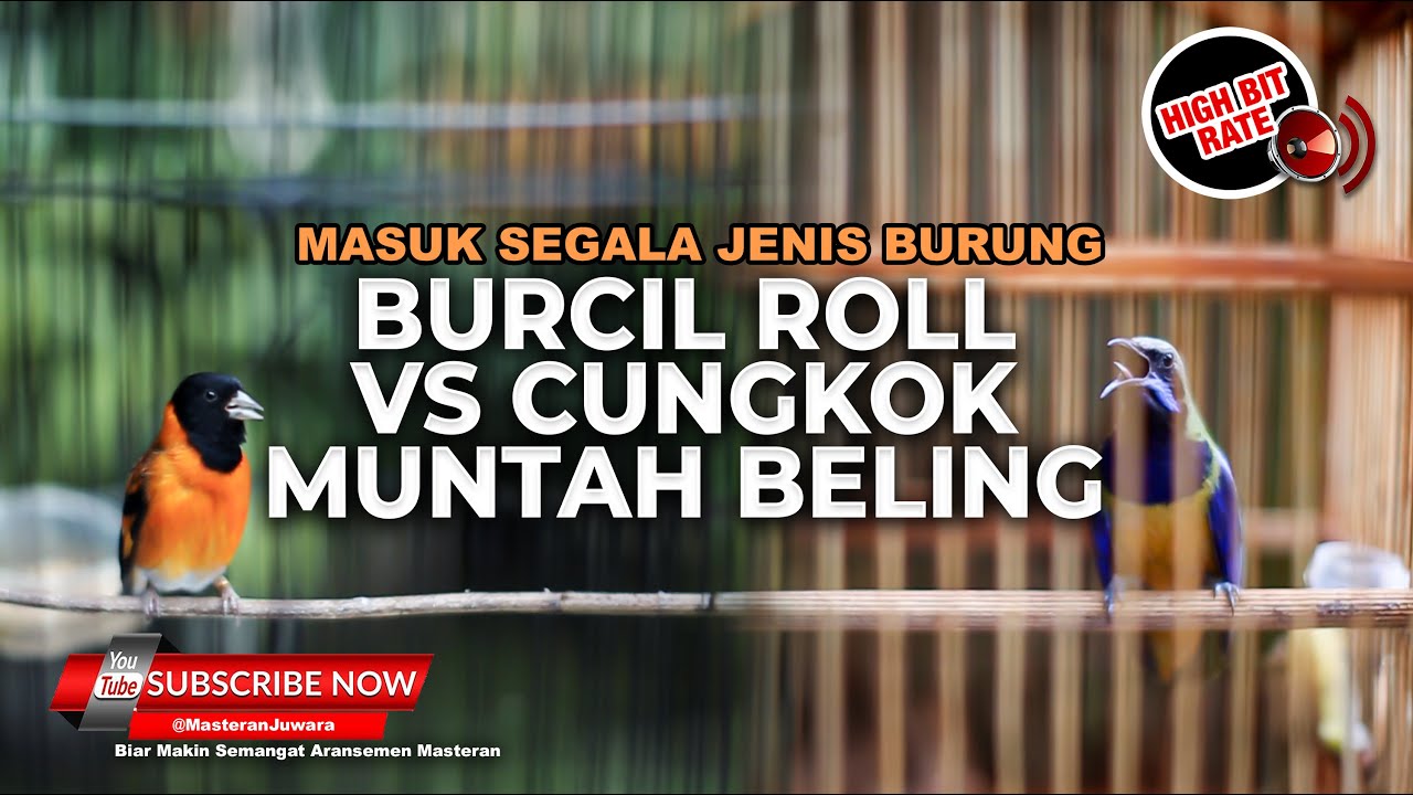 🔴 Masteran Suara Burung Kecil Red Siskin Gacor vs Cucak Cungkok Gacor Muntah Beling