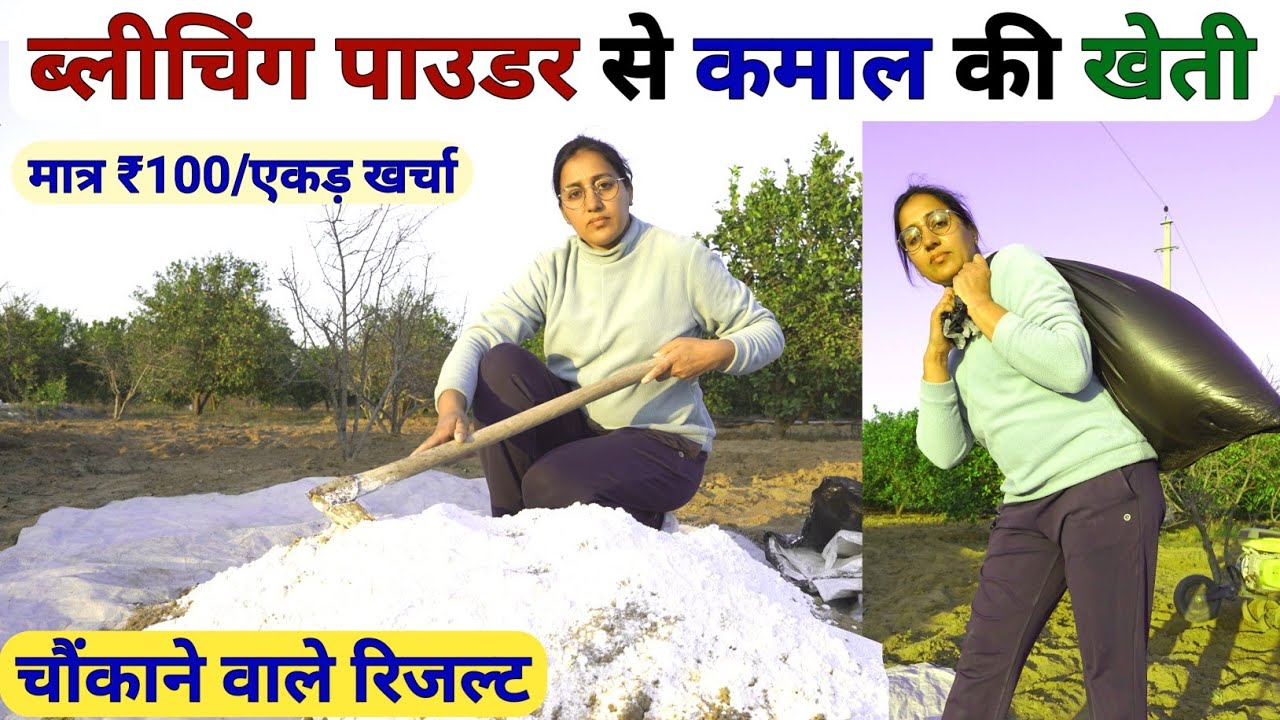 वाह 😲 ब्लीचिंग पाउडर से कमाल की खेती | Bleaching Powder uses in Agriculture | Calcium hypochlorite