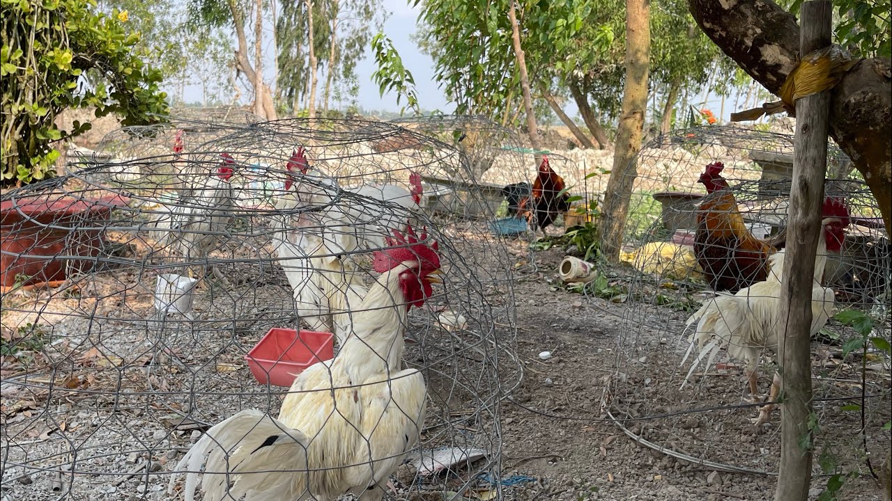 Tiếp tục thăm trại gà 🐓 🐓 🐓 gia công số 2 gà quá đẹp quá hài lòng