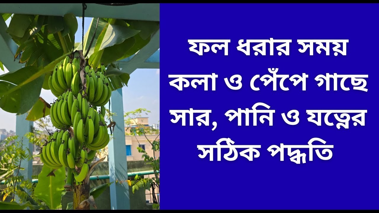 ছাদবাগানে কলা ও পেঁপে গাছে ফল ধরার সময় যত্ন 🌿 | Banana & Papaya Plant Care During Fruiting