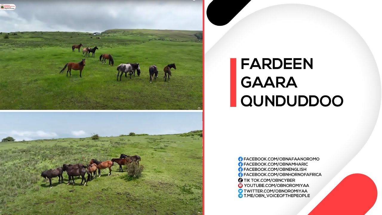 Fardeen Gaara Qunduddoo