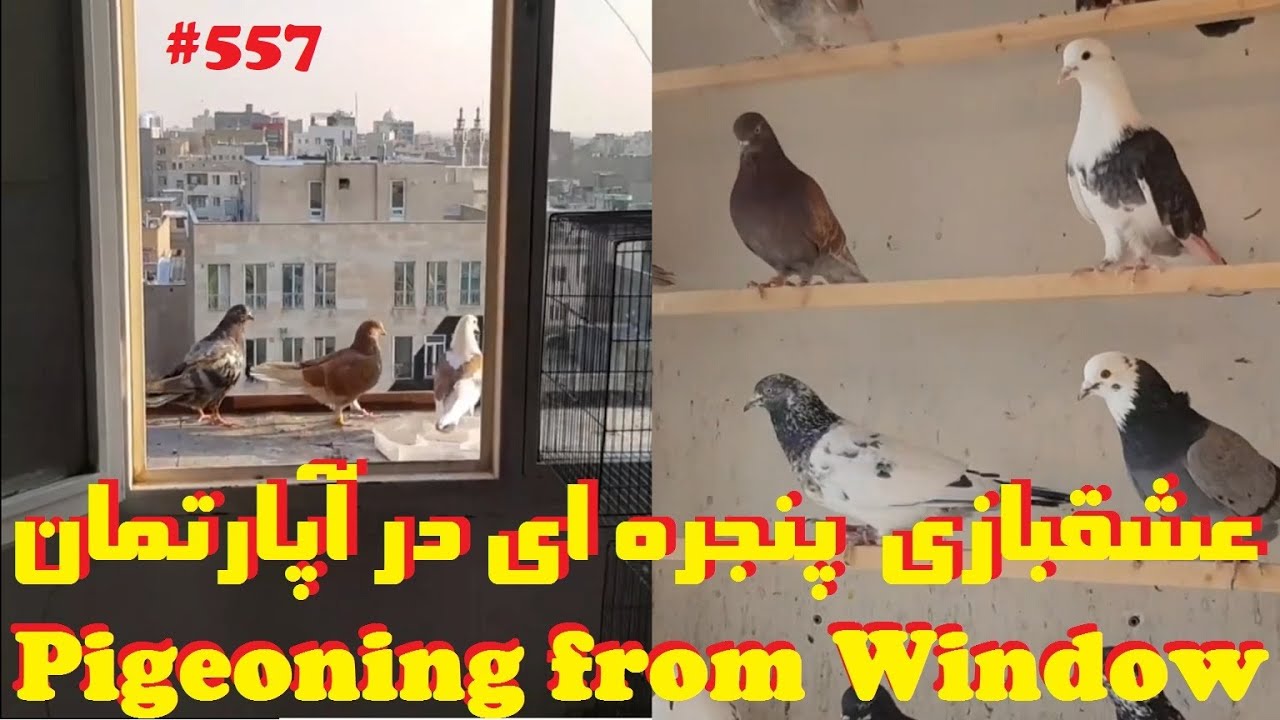 داستان عشقبازی کبوتر از یک پنجره آپارتمان با جلدکردن کبوترها PIGEONING FROM THE WINDOW OF APARTMENT
