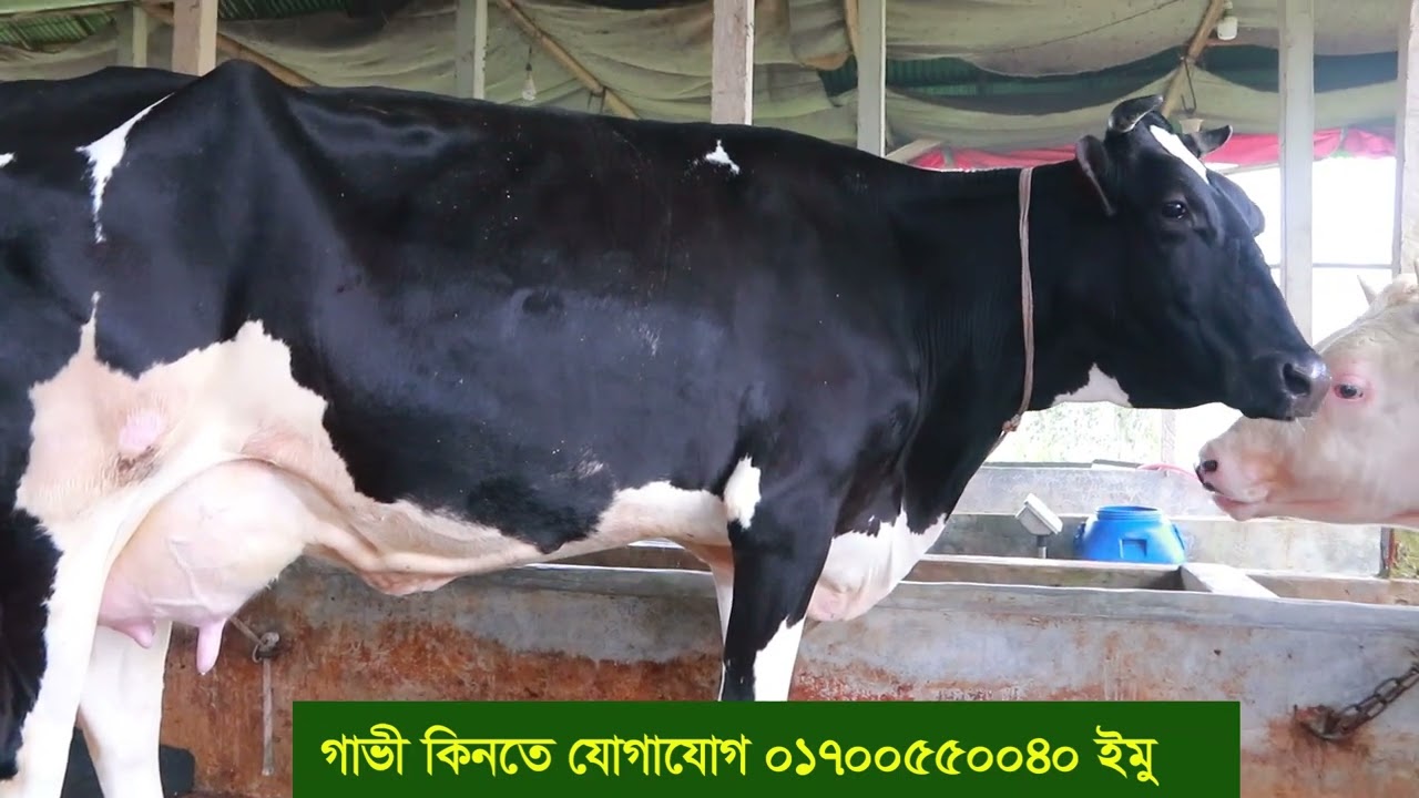 খামার বন্ধ কম দামে গাভী দিচ্ছেন! হচ্ছে না দুধ বিক্রি, প্রতিদিন হচ্ছে লস