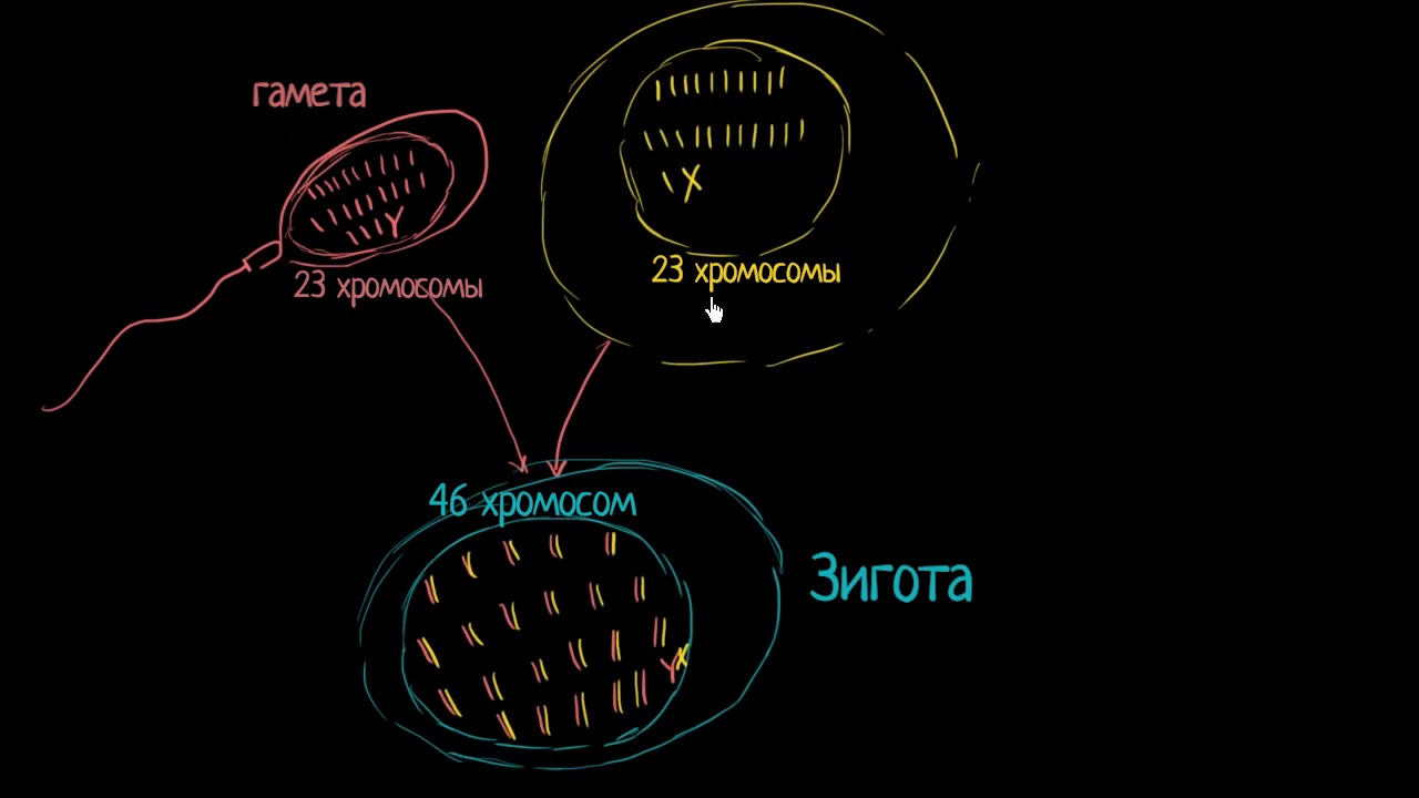 Терминология оплодотворения (видео 1)| Деление Клетки | Биология