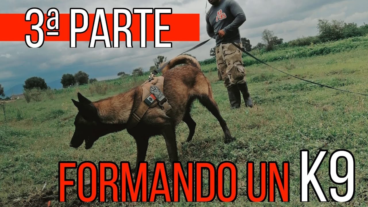 k9 training, tercera parte del proceso de adistramiento de deteccion de RH