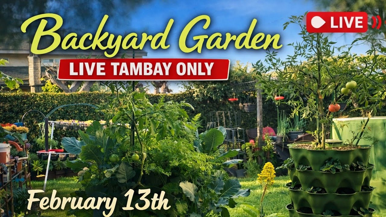 Backyard Garden Live 🌿 Tambay Only | February 13 | No Talking, Just Nature Sounds
