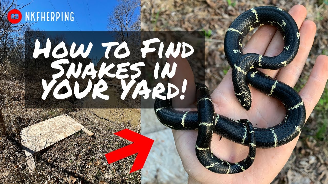 How to Find Snakes in Your Backyard! Tips for Creating a Backyard Flip Spot for Snakes