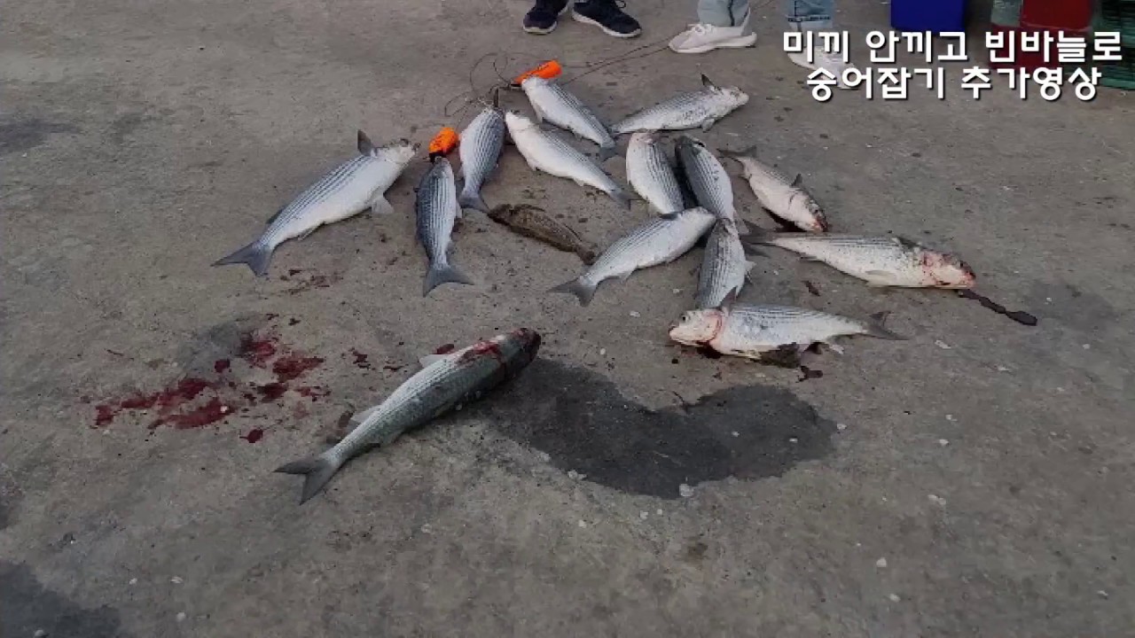 숭어낚시 농어같은 숭어! 미끼없는 빈바늘채비에 1타1피 추가영상 How to catch mullet