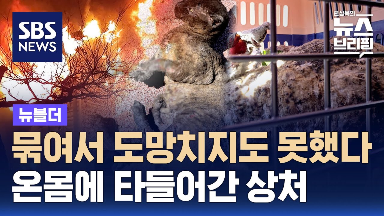 비명도 못 지르는 동물들…산불 또다른 희생자 / SBS / 뉴블더