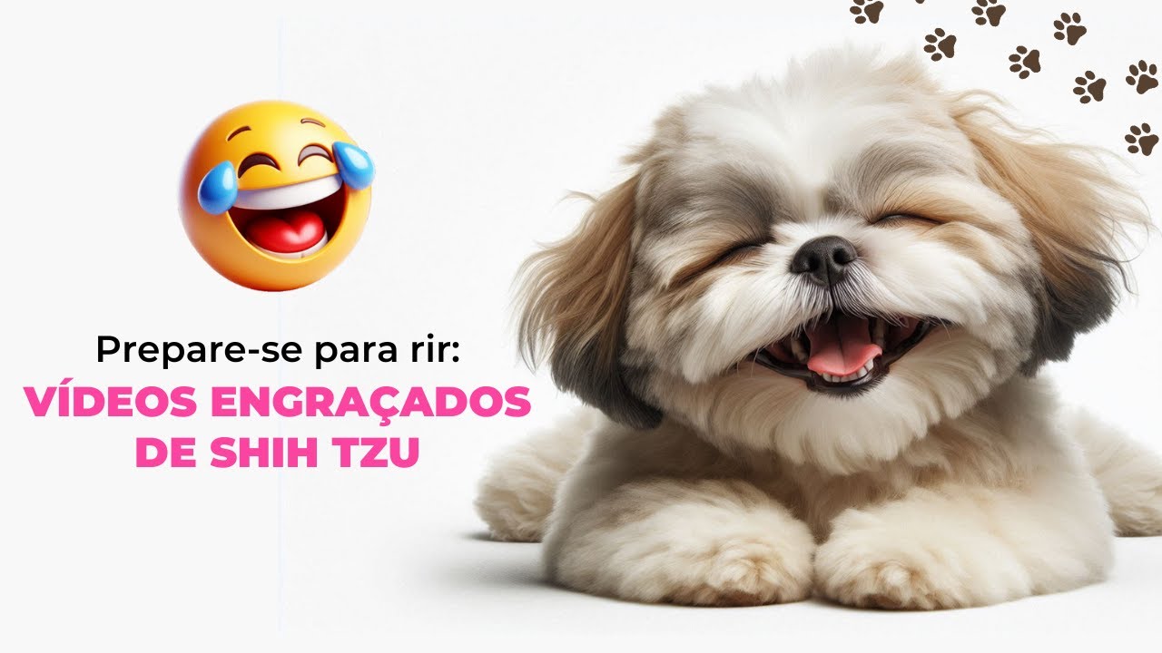 Vídeos engraçados de Shih Tzu: impossível assistir sem rir