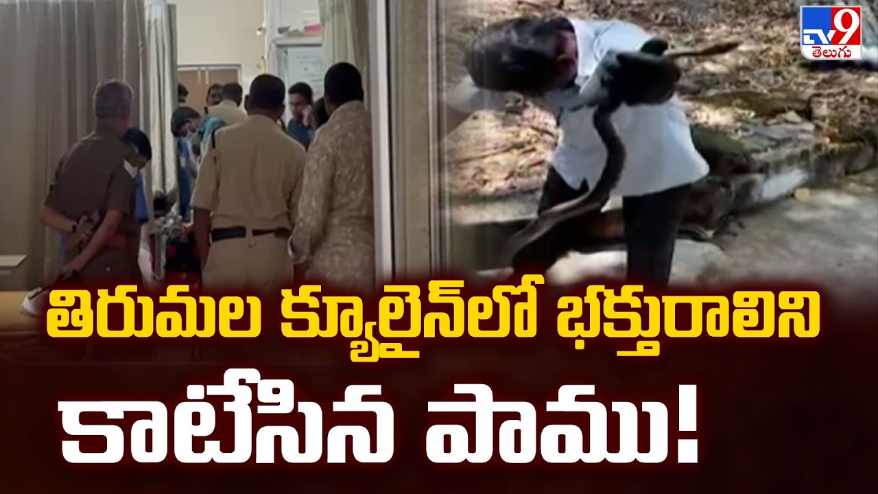 Tirumala Snake Bite To Devotee : తిరుమల క్యూలైన్‌లో భక్తురాలిని కాటేసిన పాము! - TV9