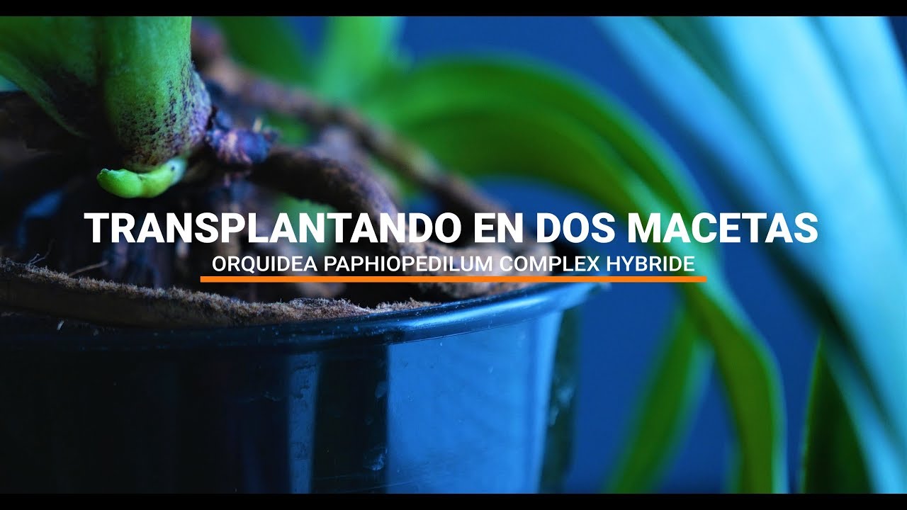 Transplantando en dos macetas orquídea paphiopedilum complex hybride