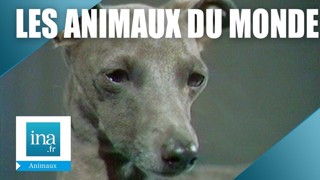Les Animaux Du Monde 