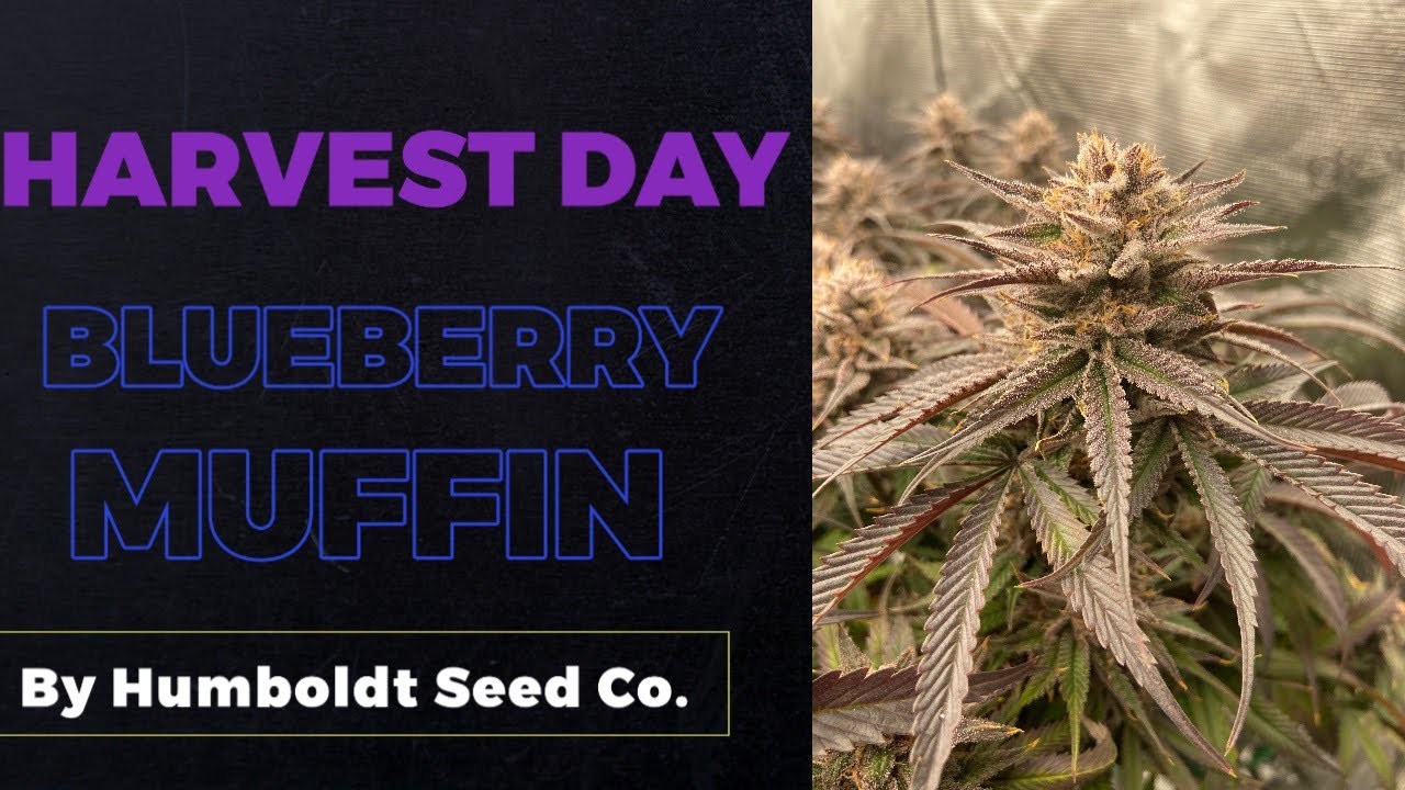 Harvest Day for the Blueberry Muffin!! How to dry cannabis.