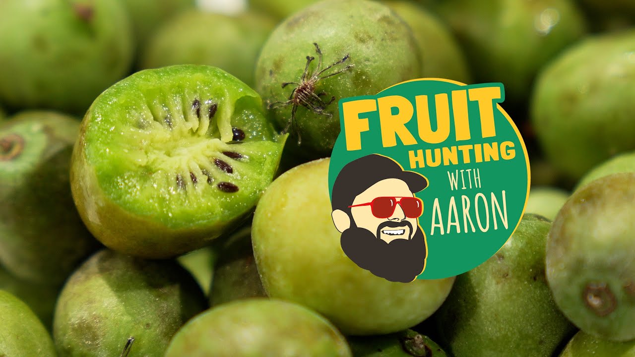 Meet Kiwi Berries: Nature&rsquo;s Bite-Sized Superfruit