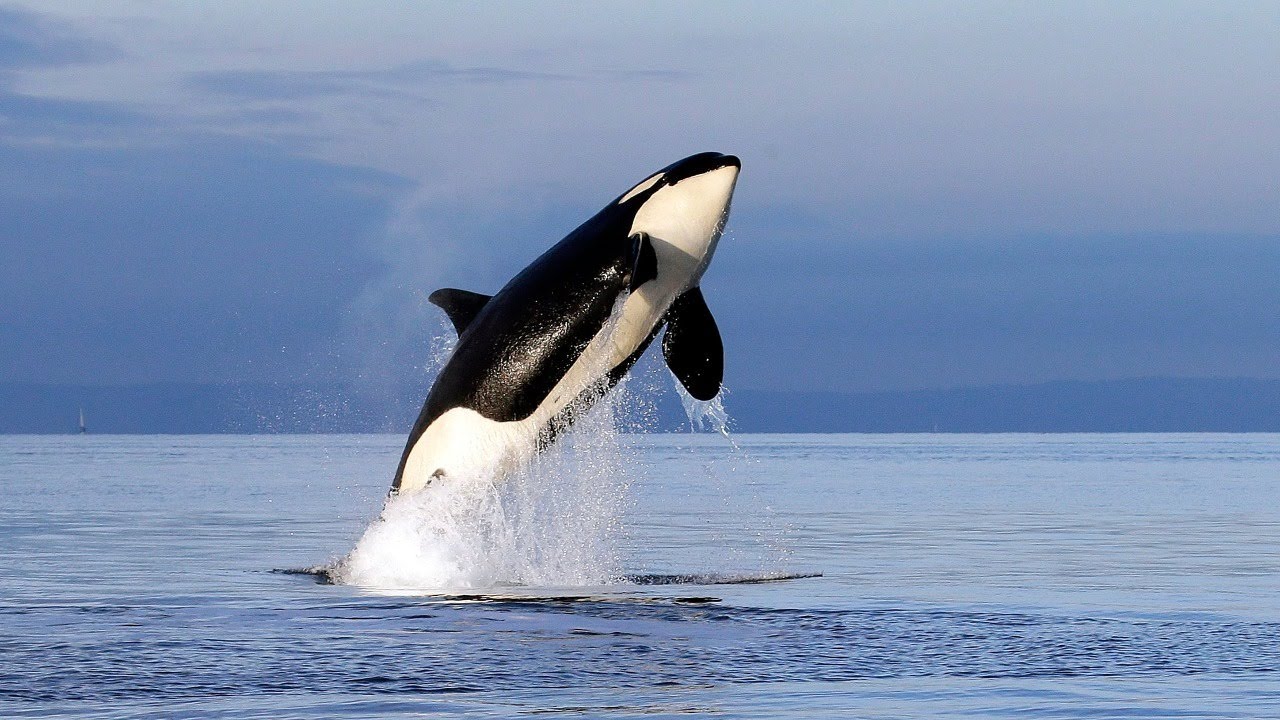 Orca! The Worlds Biggest Dolphin with Connel Bradwell | WildAndLIVE: EP33