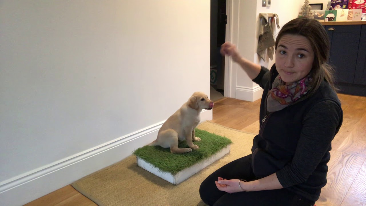 Gundog training puppy - placeboard - sit