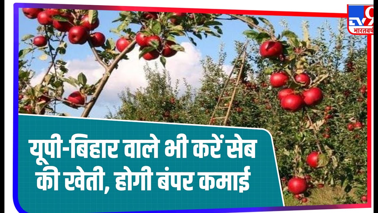 Apple की खेती कर रहे किसान ने TV9 भारतवर्ष से की खास बातचीत