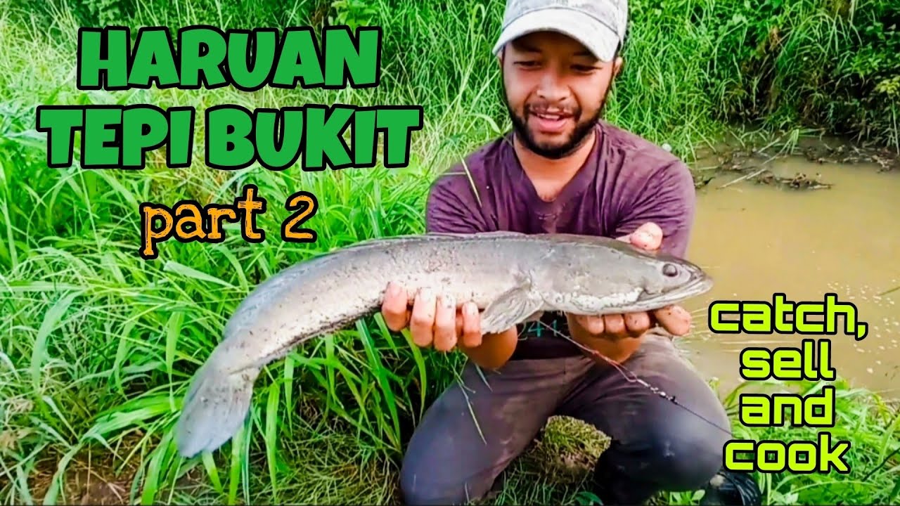 #EP1150 Taut Haruan Tepi Bukit part 2