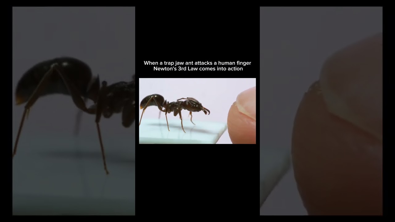 What Happens When a Trap Jaw Ant Bites a Finger?