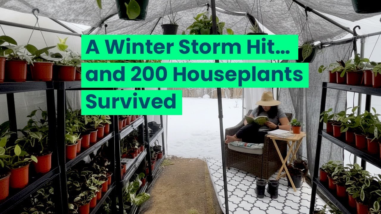 ASRM Saving +100 house plants from the snowstorm