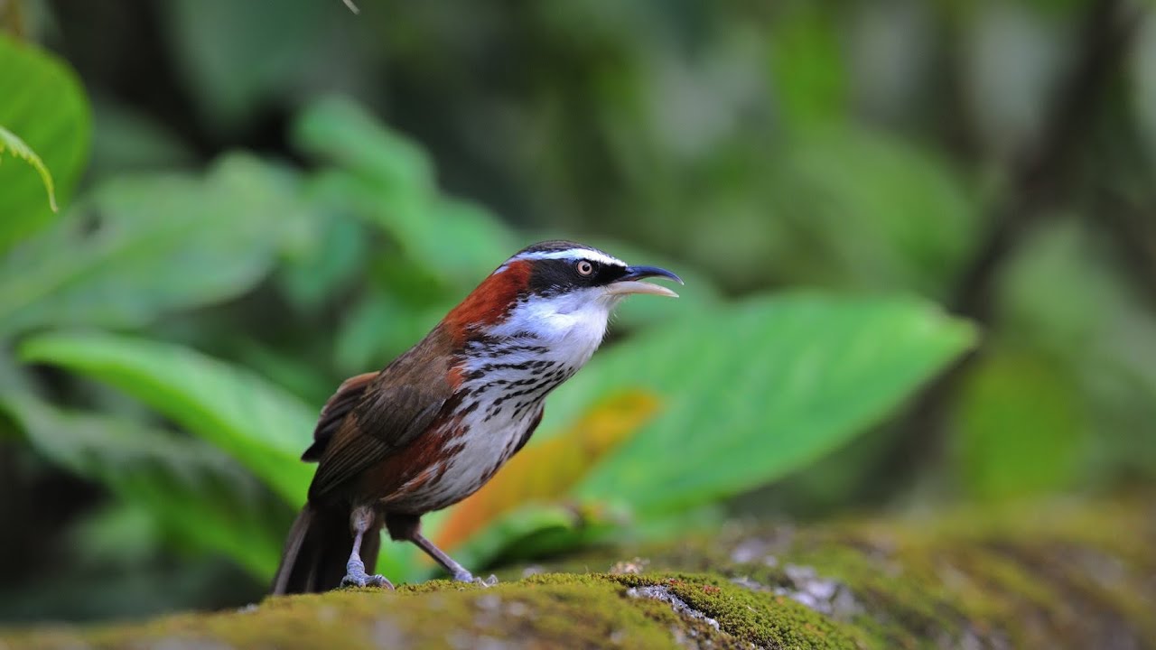 小彎嘴 Pomatorhinus musicus
