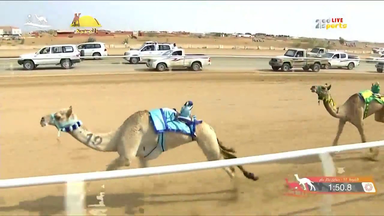 الشوط 17 (غندوره) لـ ربيع خميس صالح الهمامي , مهرجان ولي العهد الجمعة 2019/09/6 الطائف حقايق