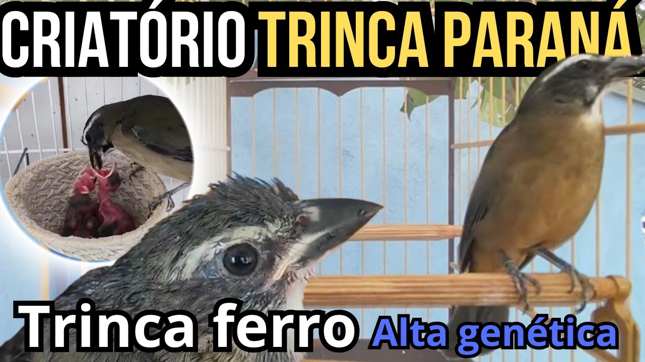 VAMOS conhecer um dos maiores criador de TRINCA FERRO, no Paraná#trincaferro