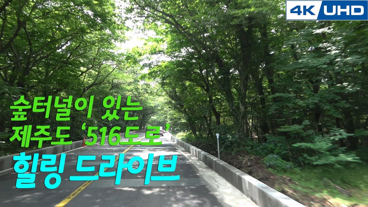 한국의길4. 제주도 516도로(숲터널) / Korea's Road4. JeJu-do 516 Road(Forest Tunnel)