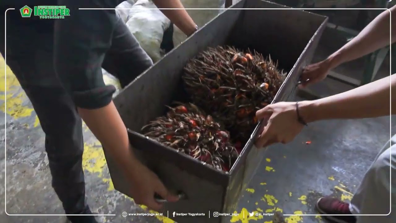 Teknologi Pengolahan Kelapa Sawit - Proses produksi CPO