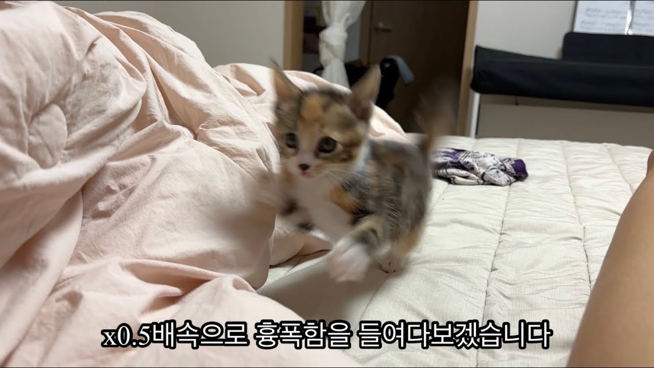 아무래도 도라이를 데리고 온것 같다