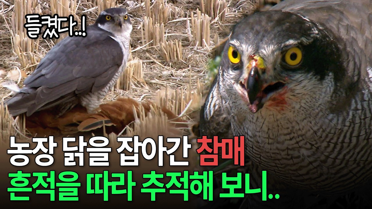 농장 닭을 낚아챈 범인! 참매의 흔적을 따라갔더니.. [환경스페셜 - 숲의 지배자] / KBS 20090527 방송