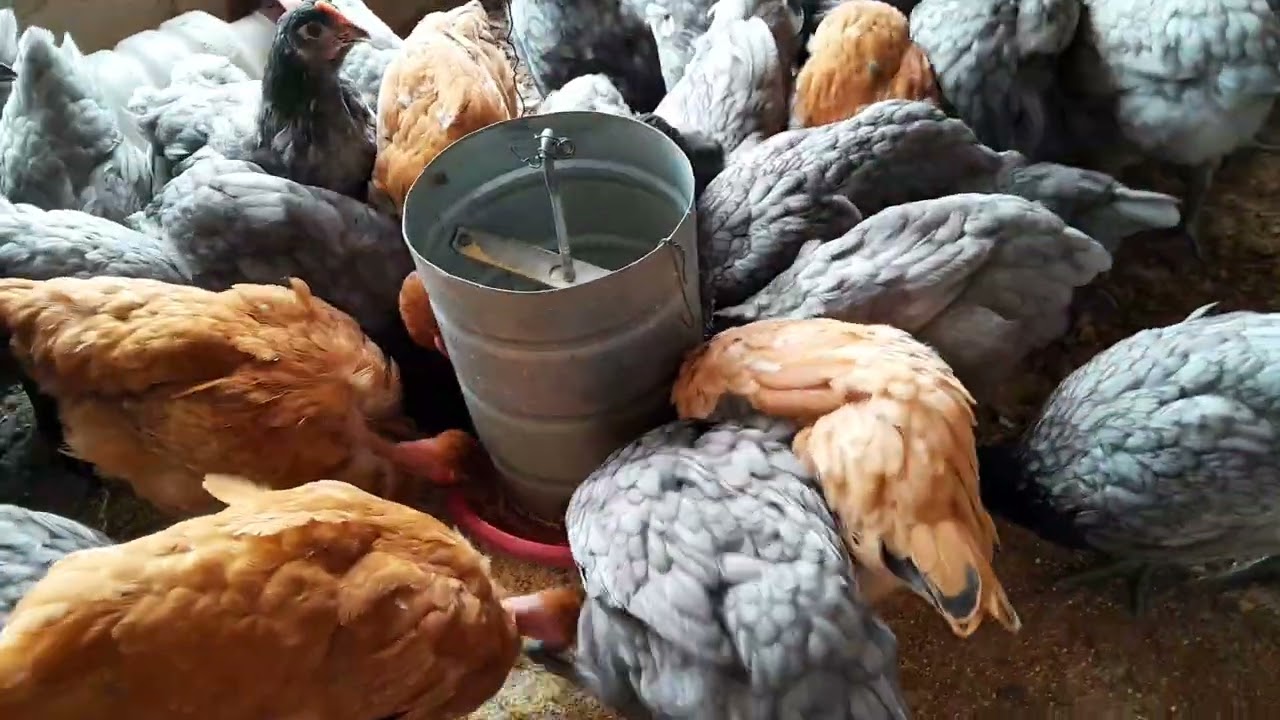NOVA COMPRA DE PINTINHAS GRIS CENDER🐔🐓🐤🐥