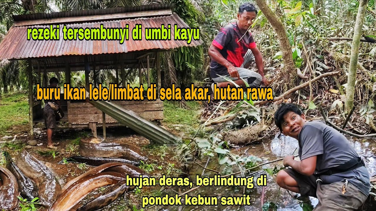 MANCING IKAN LELE/LIMBAT DI UMBI KAYU RAWA,SIAP DI PASANG LANGSUNG STRIKE