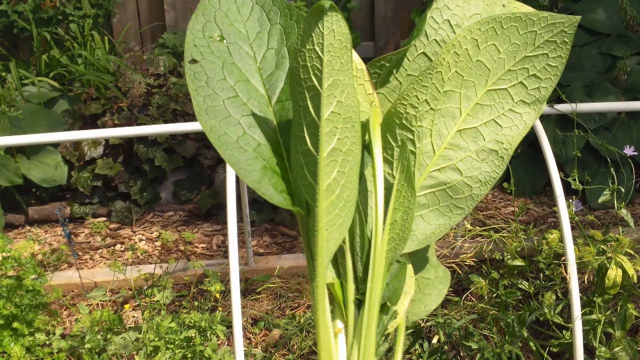 Easy Comfrey Propagation
