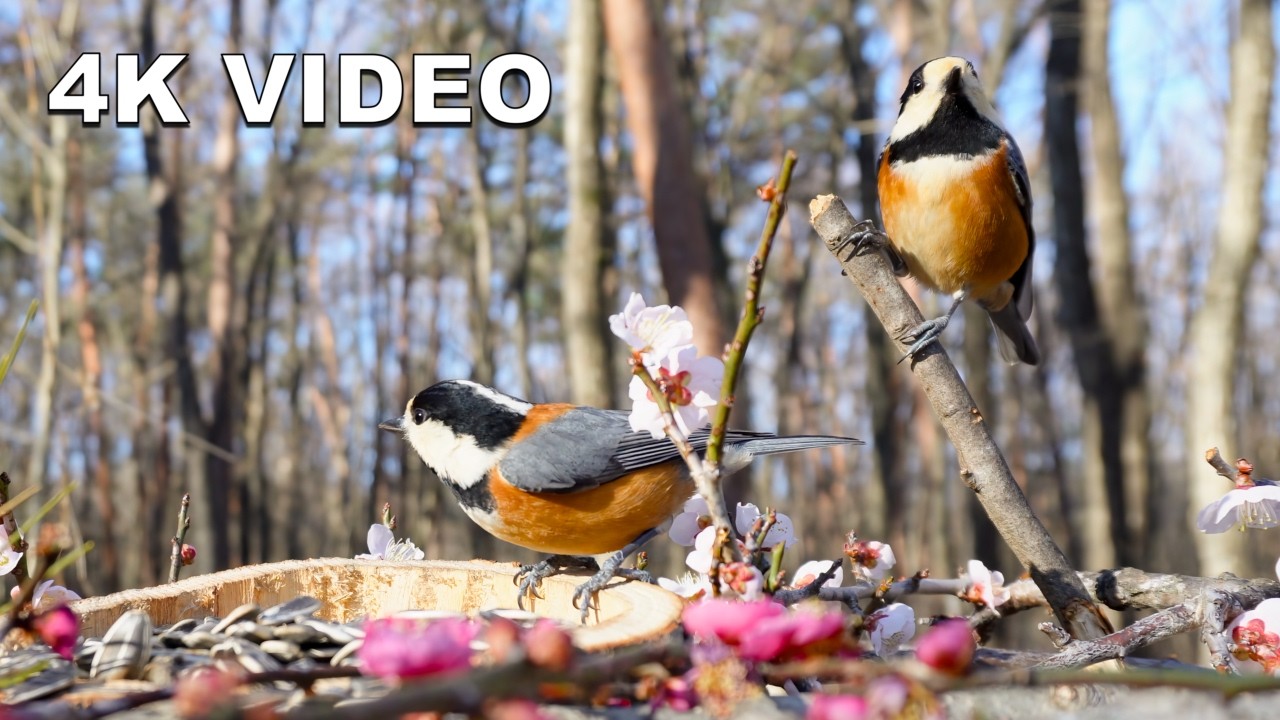 4K Virtual Window: Japanese Spring Garden & Woodland Birds | High-End Nature Ambient