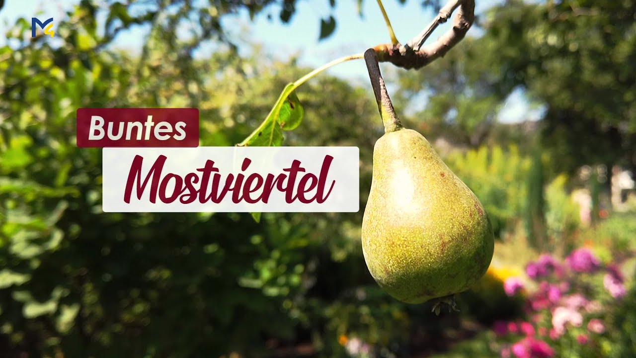 Johann Riegler im Portrait I Buntes Mostviertel