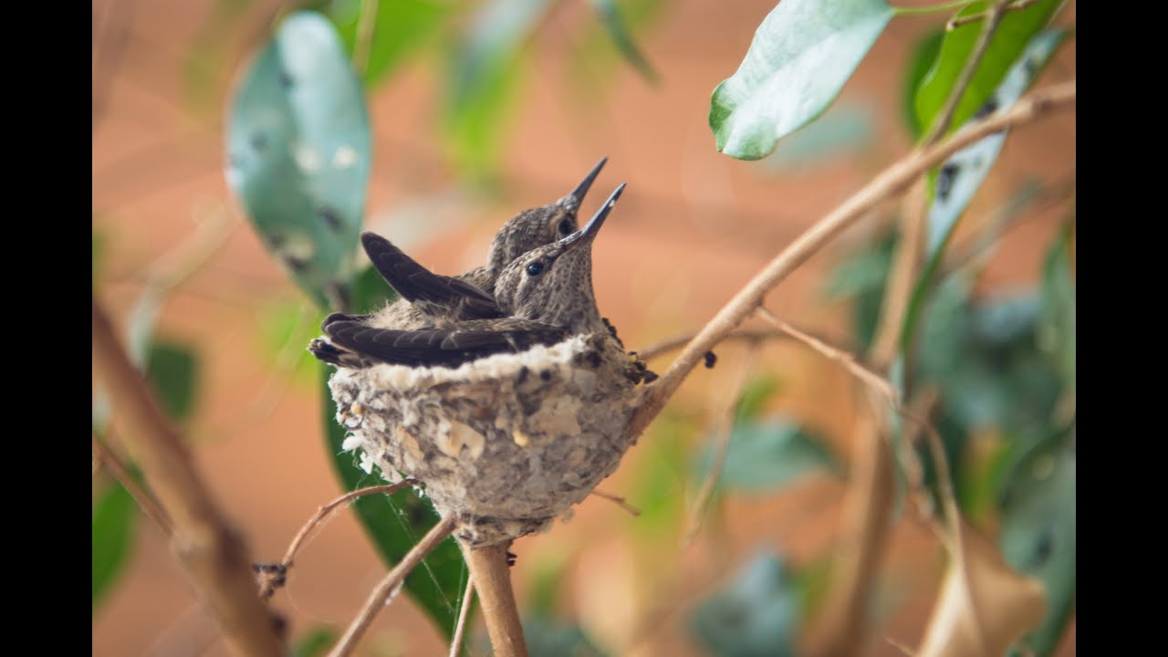Hummingbird Builds a Nest