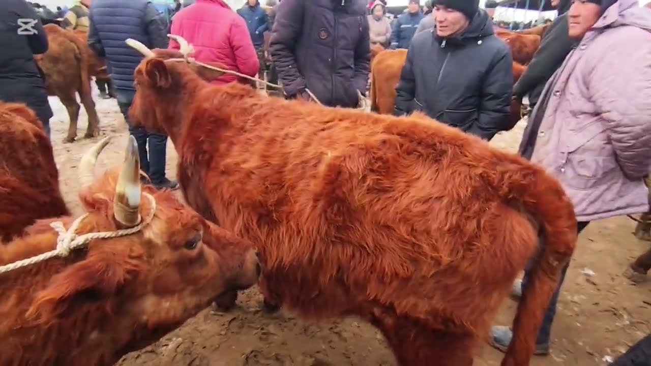 1 ФЕВРАЛЬ 2026 ЖЫЛ ШЫМБАЙ МАЛ БАЗАР АТ БАЗАР БАХАЛАРЫ 