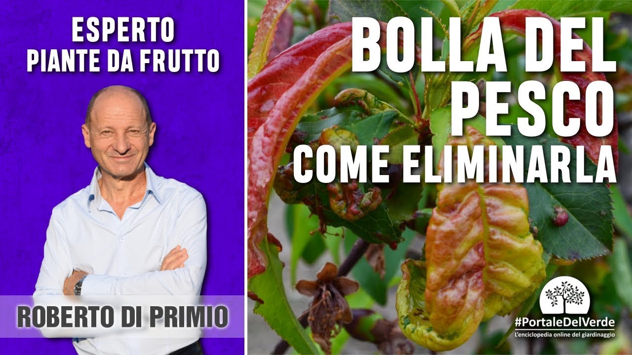 Come eliminare la bolla del pesco