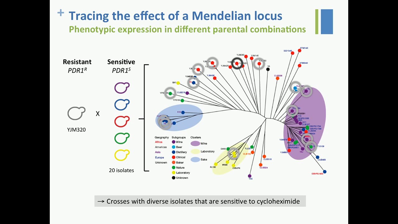 J Schacherer: The hidden complexity of Mendelian inheritance in natural populations.