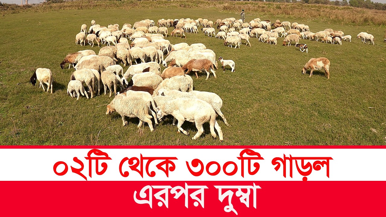 ০২ টি গাড়ল থেকে ৩০০ গাড়ল | dumba price in bangladesh | Y Bee