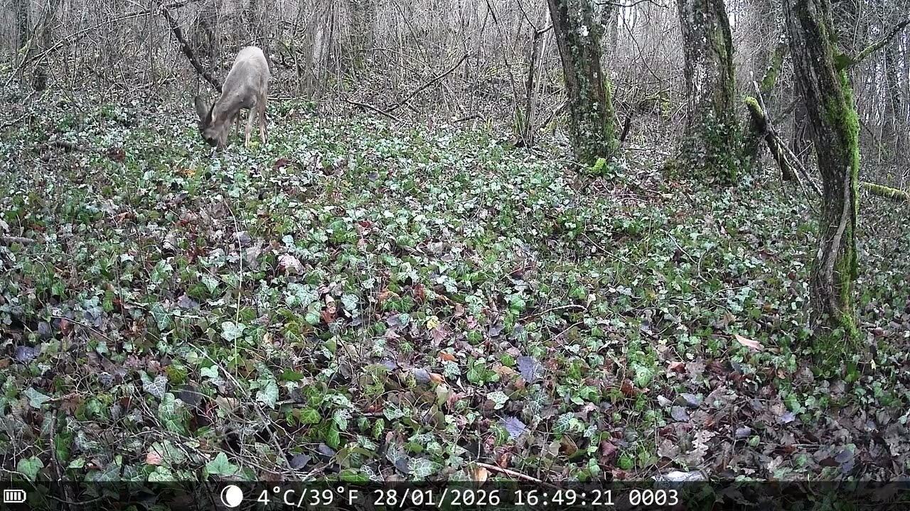 108. Chat, chevreuil, ragondin, sanglier, renard, bécasse
